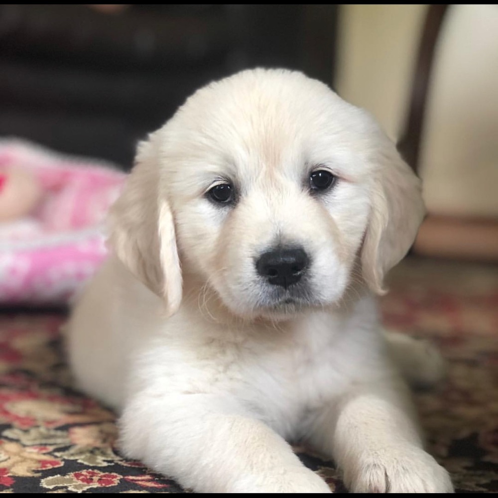 Meet your Posher, Lucas